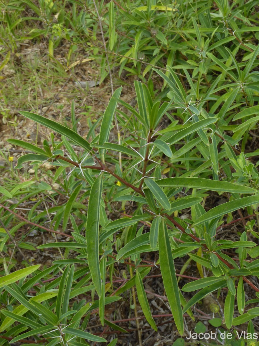 Barleria sp.